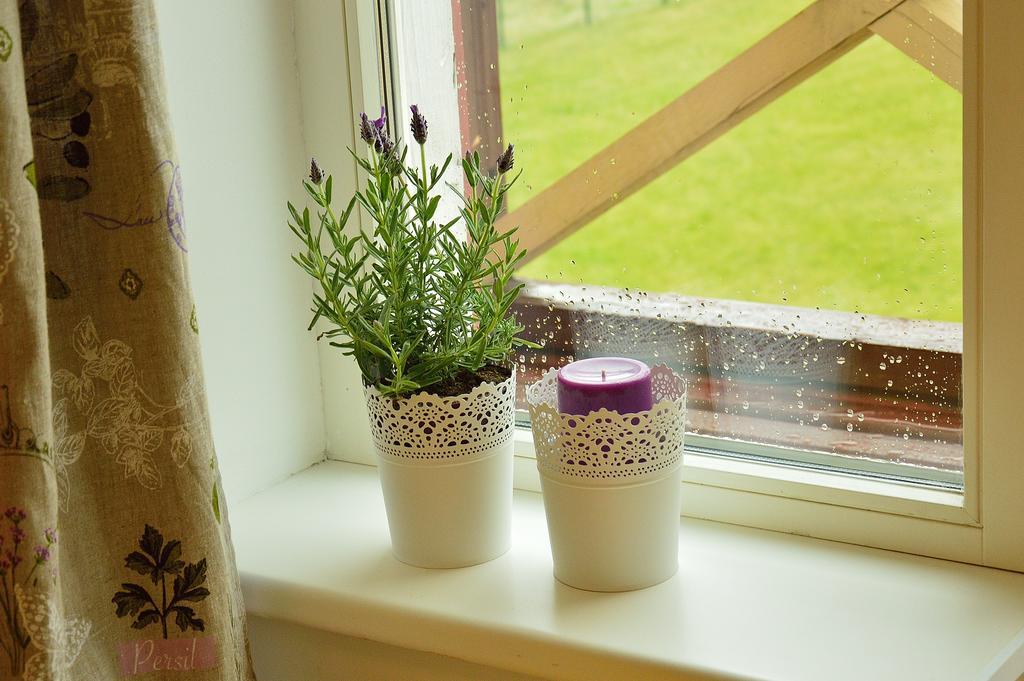 Lavandula Palanga Quarto foto